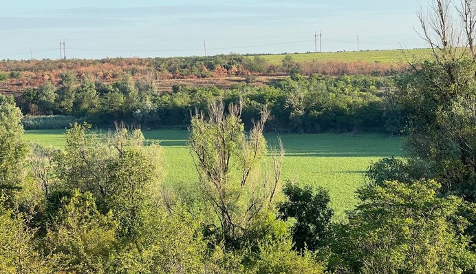 Экокатастрофы не произошло, на дне Каховского водохранилища растет лес: впечатляющие кадры