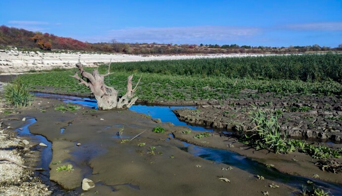 Дно Каховского водохранилища превращается в лес: впечатляющие кадры и рассказ эколога