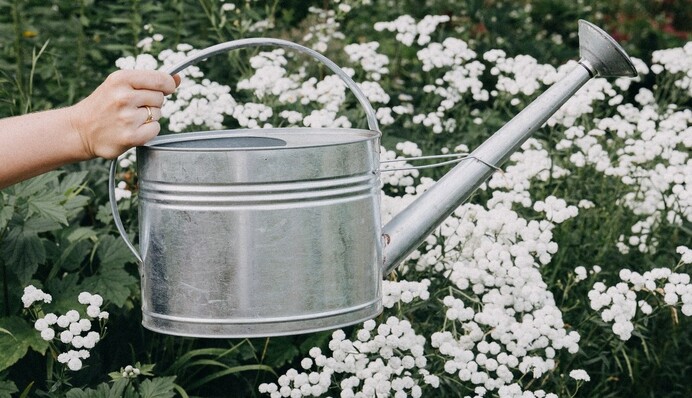 Лушпиння цибулі, попіл та інші натуральні добрива, яким слід підживити квіти восени