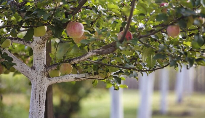 Здоровая и крепкая кора: как известь может защитить деревья в саду