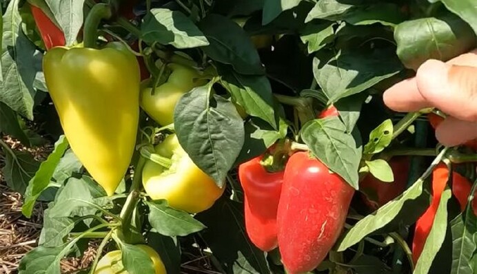 Удивитесь размерам и сочности: теплая вода и чудо-удобрение сделают с перцами невозможное