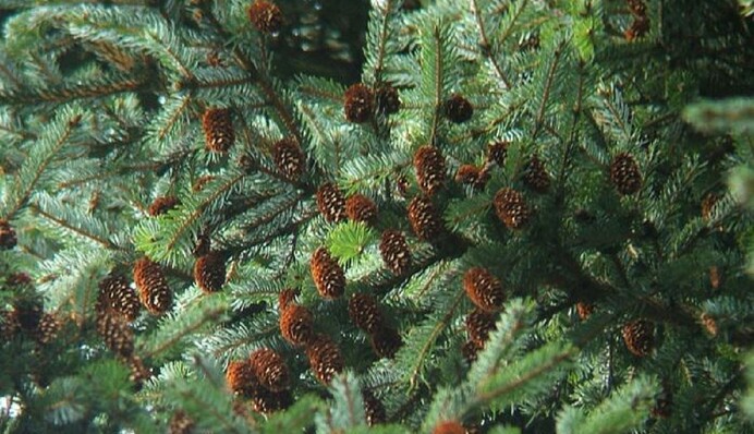 Ялинковий живопліт: як створити оригінальну огорожу з хвойних дерев