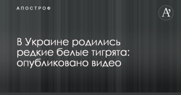В Україні народилися рідкісні білі тигренята: опубліковано відео