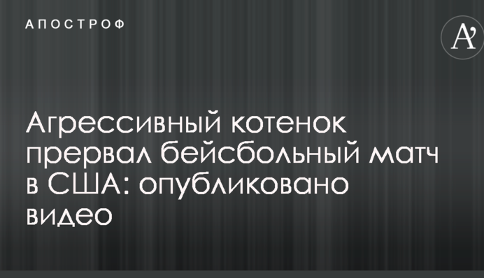 Агрессивный котенок прервал бейсбольный матч в США: опубликовано видео