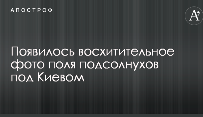 Файна юкрайна: мережі захопило фото поля соняшників під Києвом