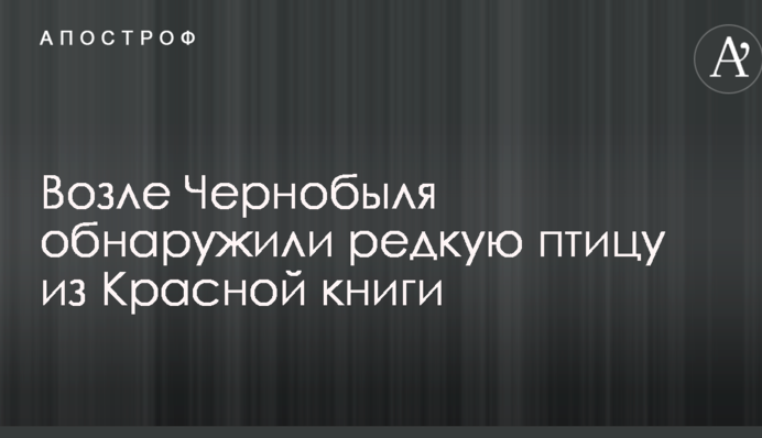Возле Чернобыля обнаружили редкую птицу из Красной книги: опубликовано фото
