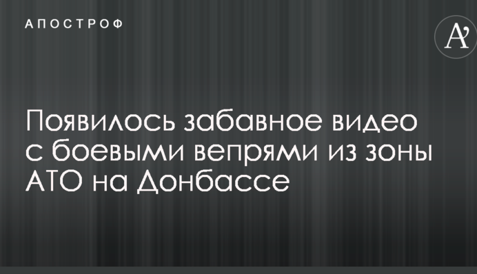 Бойові вепри на передовій: у мережі показали кумедне відео з зони АТО
