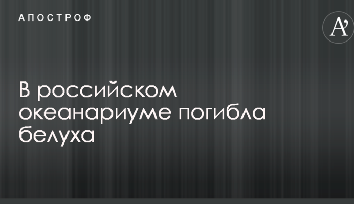 В российском океанариуме погибла белуха