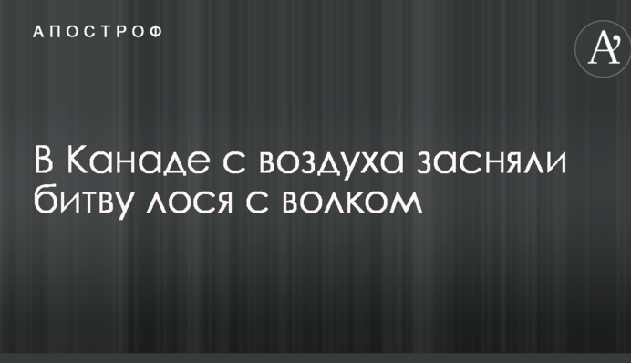 У Канаді з повітря зняли битву лося з вовком: опубліковано відео