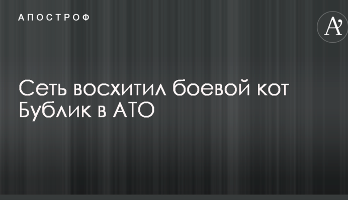Мережу захопив бойовий кіт 