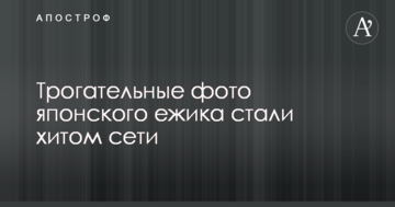 Зворушливі фото японського їжачка стали хітом мережі