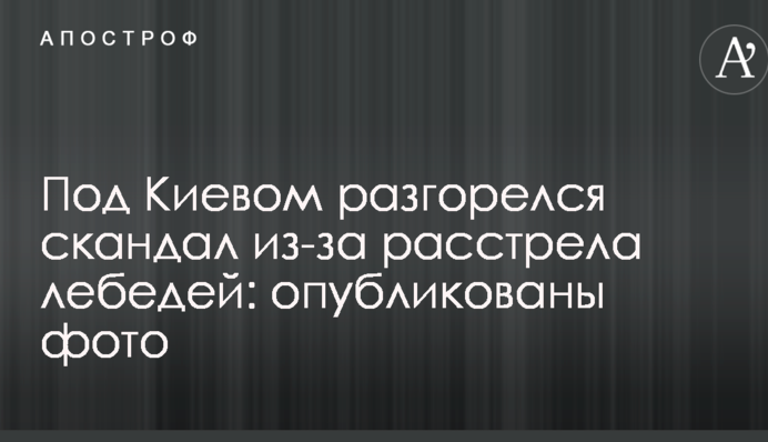 Під Києвом розгорівся скандал через розстріл лебедів: опубліковано фото