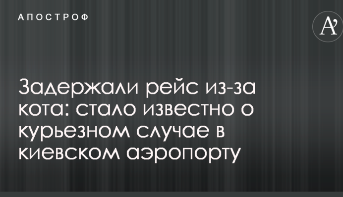 Задержали рейс из-за кота: стало известно о курьезном случае в киевском аэропорту