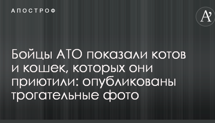 Бійці АТО показали котів і кішок, яким вони дали притулок: опубліковані зворушливі фото