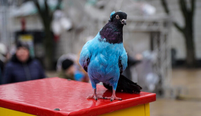 Покрасили валиком? В центре Киева предлагают сделать фото со странными разноцветными голубями