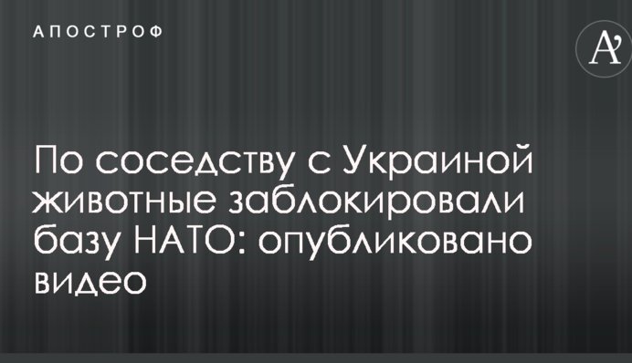 По сусідству з Україною тварини заблокували базу НАТО: опубліковано відео
