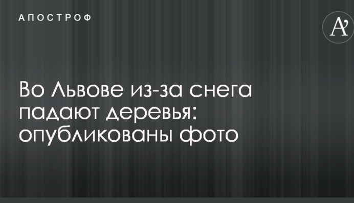 Во Львове из-за снега падают деревья: опубликованы фото