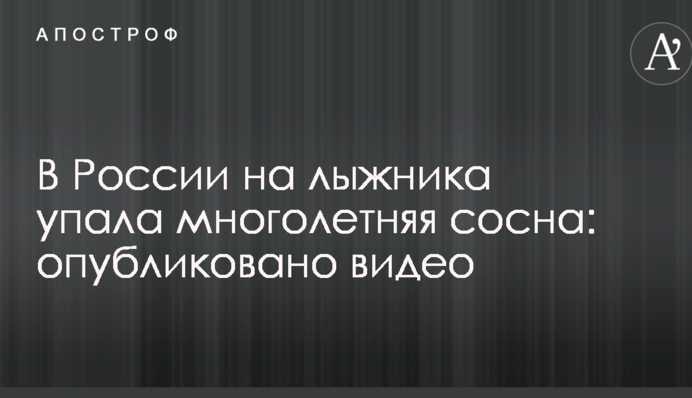В России на лыжника упала многолетняя сосна: опубликовано видео