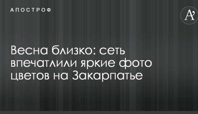 Весна близько: мережу вразили яскраві фото квітів на Закарпатті