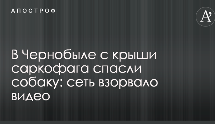 В Чернобыле с крыши саркофага спасли собаку: сеть взорвало видео