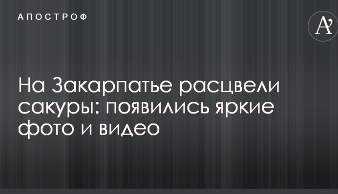 На Закарпатті розцвіли сакури: з'явилися яскраві фото