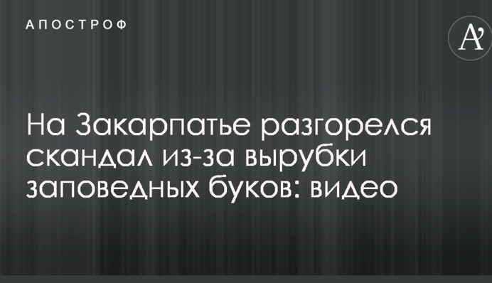 На Закарпатті розгорівся скандал через вирубку заповідних буків: опубліковано відео