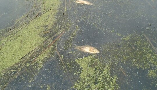 Возле Хмельницкого разгорелся очередной скандал из-за сбросов отходов в реку: опубликованы фото последствий