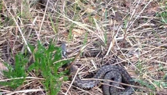 В Киеве заметили появление змей в местах пикников: появились фото опасных находок