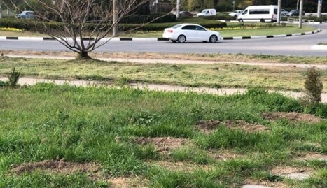 У Криму розікрали алею, посаджену в пам'ять про жертв трагедії в Кемерово: в мережі хвиля насмішок