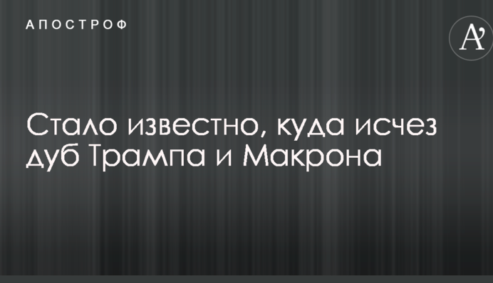 Стало известно, куда исчез дуб Трампа и Макрона