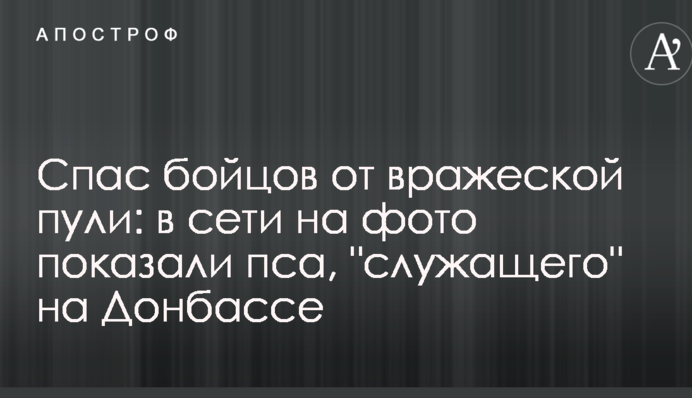 Врятував бійців від ворожої кулі: в мережі на фото показали пса, який 