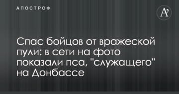 Врятував бійців від ворожої кулі: в мережі на фото показали пса, який "служить" на Донбасі