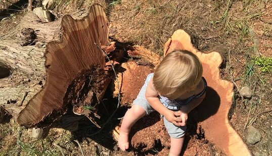 Пиляють, нелюди: в мережі показали нові сумні фото з Криму