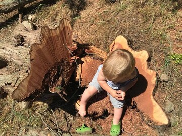 Пиляють, нелюди: в мережі показали нові сумні фото з Криму