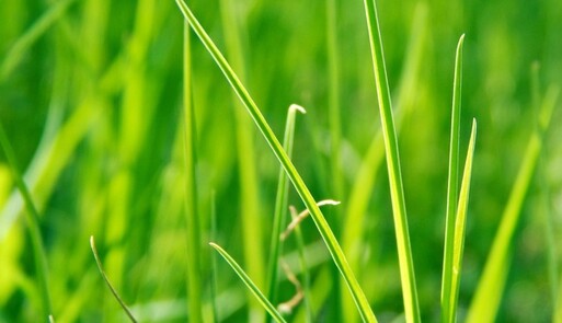 Мама Роналду висловила побажання про майбутнє клубі свого сина