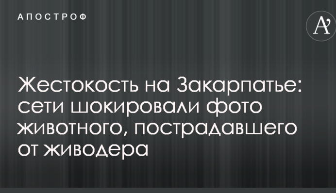 Жорстокість на Закарпатті: мережу шокували фото тварини, яка постраждала від шкуродера
