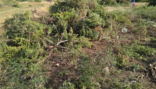 Знищують все живе: в мережі з'явилися фото нової вирубки червонокнижних дерев в Криму