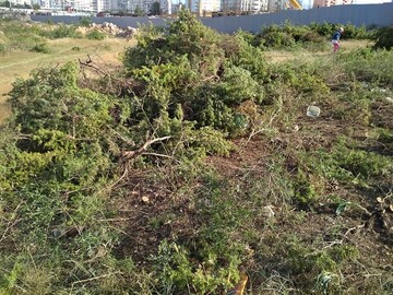 Знищують все живе: в мережі з'явилися фото нової вирубки червонокнижних дерев в Криму