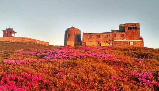 У Карпатах розцвіла червона рута: опубліковані чаруючі фото і відео