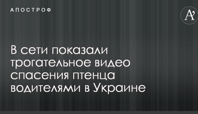У мережі показали зворушливе відео порятунку пташеняти водіями в Україні