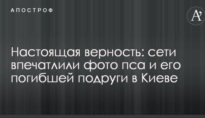 Справжня вірність: мережі вразили фото пса і його загиблої подруги в Києві