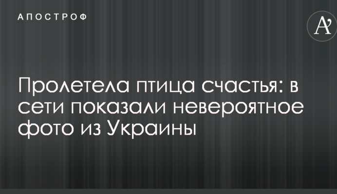 Пролетела птица счастья: в сети показали невероятное фото из Украины