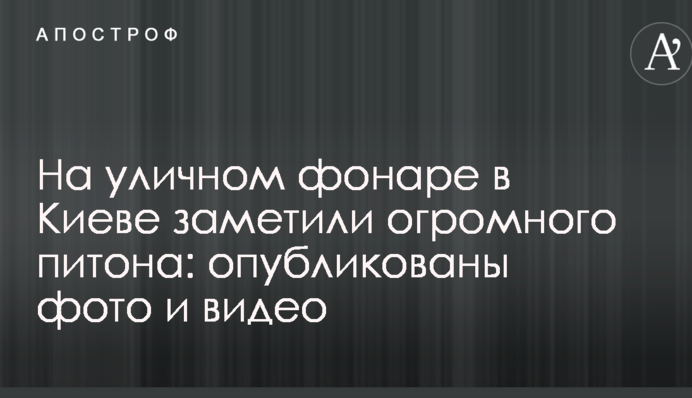 На вуличному ліхтарі в Києві помітили величезного пітона: опубліковано фото і відео