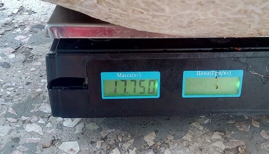 В Украине нашли гриб рекордных размеров: опубликованы впечатляющие фото