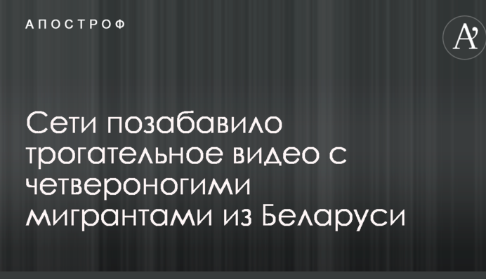 Мережі потішило зворушливе відео з чотириногими мігрантами з Білорусі