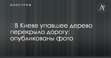 ​У Києві повалене дерево перекрило дорогу: опубліковано фото