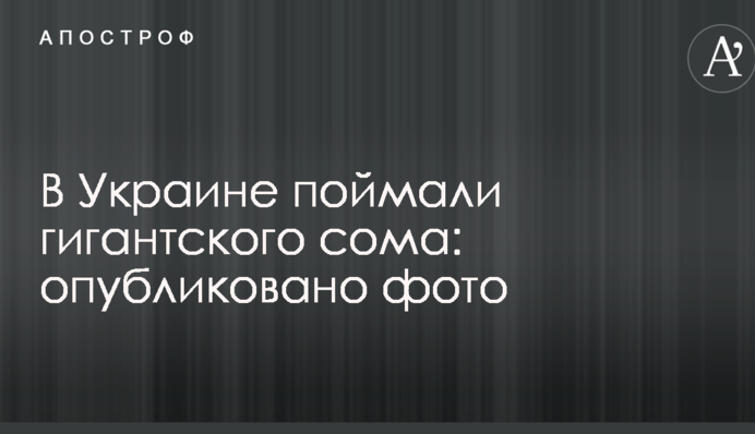 В Украине поймали гигантского сома: опубликовано фото