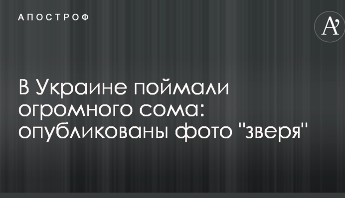 В Україні зловили величезного сома: опубліковані фото 