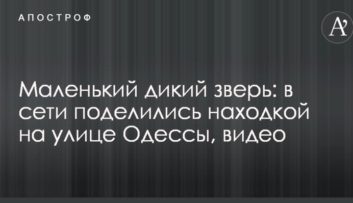 Маленький дикий звір: в мережі поділилися знахідкою на вулиці Одеси, відео