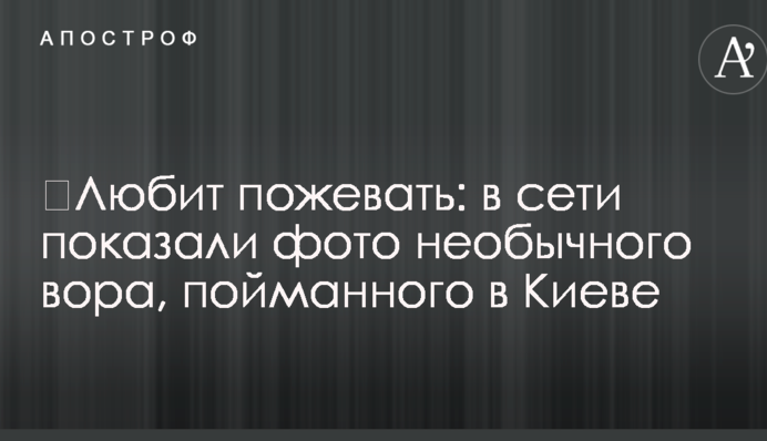 ​Любить пожувати: в мережі показали фото незвичайного злодія, спійманого в Києві